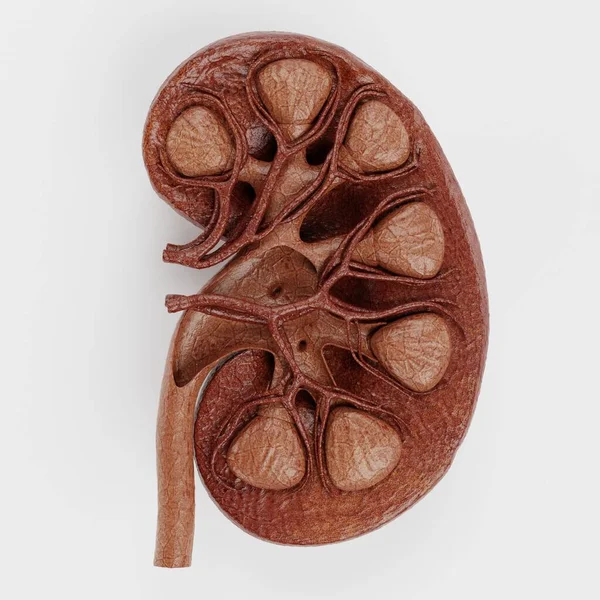 Realistic Render Human Kidney — Stock Photo, Image