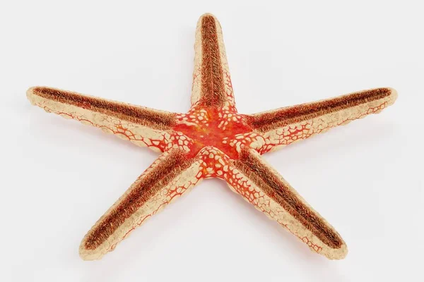 Renderização Realista Colar Starfish — Fotografia de Stock