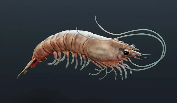 Realistic Render Prawn — Stock Photo, Image