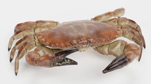 Realistic Render Edible Crab — Stock Photo, Image