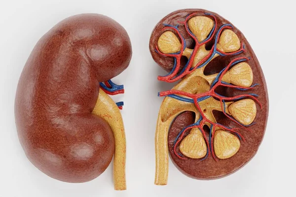 Realistic Render Human Kidney — Stock Photo, Image