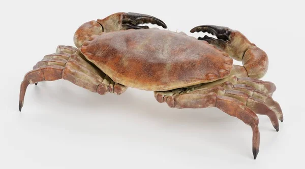 Realistische Darstellung Essbarer Krabben — Stockfoto