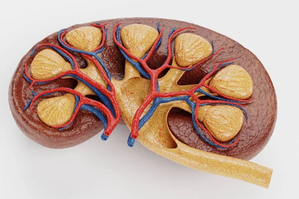 Realistic Render Human Kidney — Stock Photo, Image