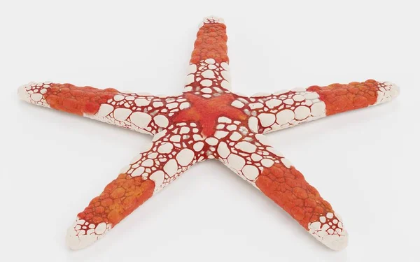 Realistic Render Necklace Starfish — 스톡 사진