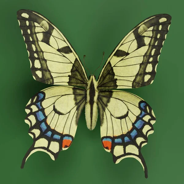 Realistico Render Old World Swallowtail Butterfly — Foto Stock