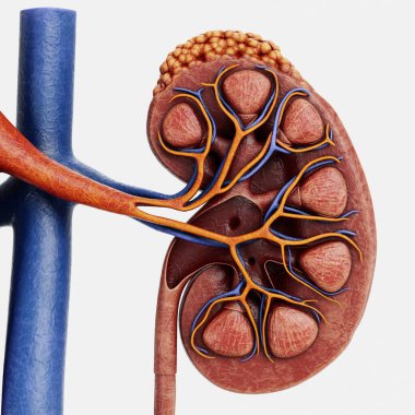 İdrar İzinin Gerçekçi 3B Hazırlaması