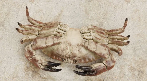 Realistische Render Van Eetbare Krab — Stockfoto