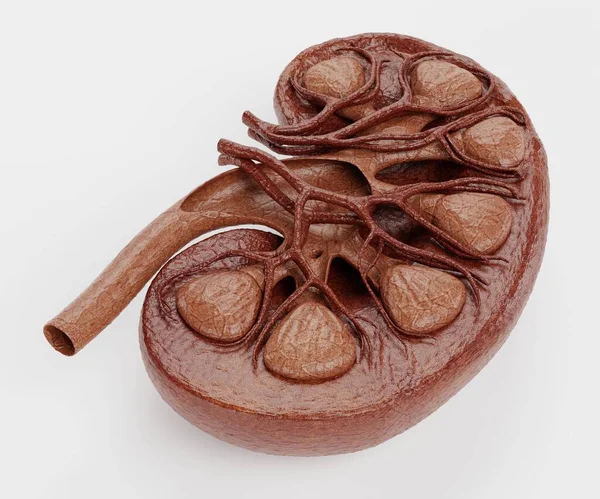 Realistisk Render Human Kidney — Stockfoto