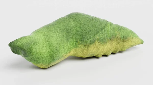 Realistic Render Old World Swallowtail Pupa — Stock Photo, Image