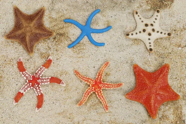 Realistic Render Starfish Collection — Stock Photo, Image