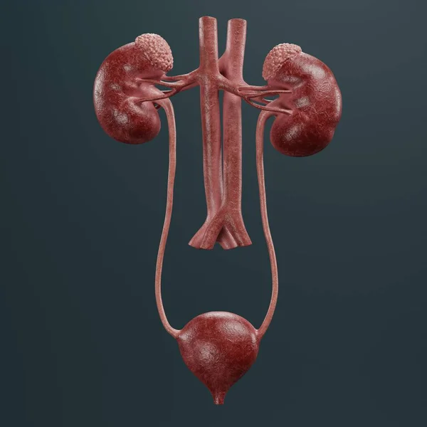 Realistic Render Urinary Tract — Stock Photo, Image