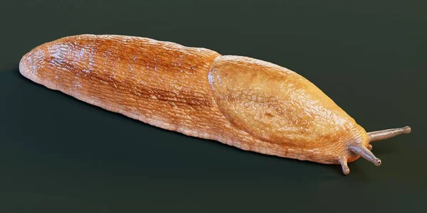现实的黑暗Arion Slug 3D渲染 — 图库照片