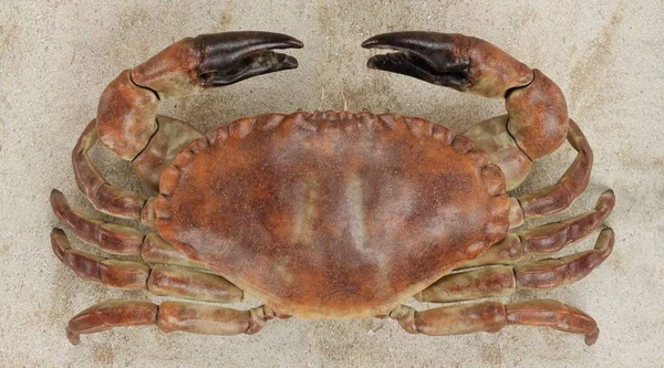 Realistische Render Van Eetbare Krab — Stockfoto