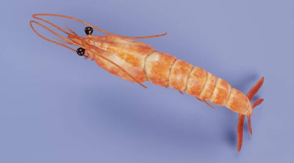 Réaliste Render Shrimp — Photo