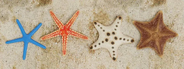 Realistický Vykreslovač Kolekce Starfish — Stock fotografie