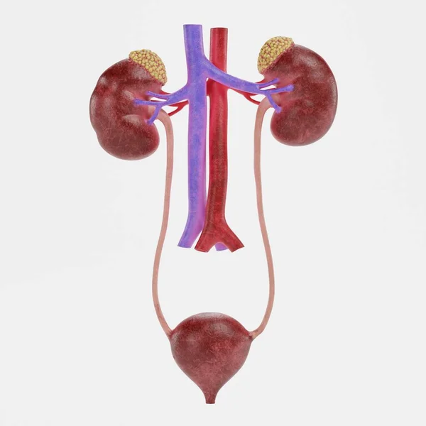 Realistic Render Urinary Tract — Stock Photo, Image