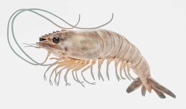 Realistic Render Prawn — Stock Photo, Image