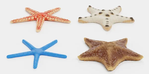 Render ของ Starfish Collection สมจร — ภาพถ่ายสต็อก