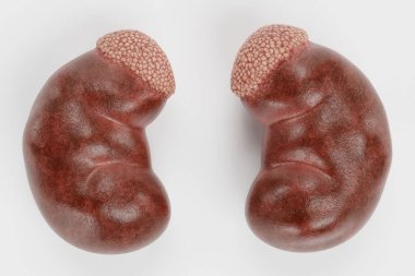 İnsan Böbreğinin Gerçekçi 3 Boyutlu Çizimi