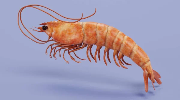 Realistic Render Shrimp — Stock Photo, Image