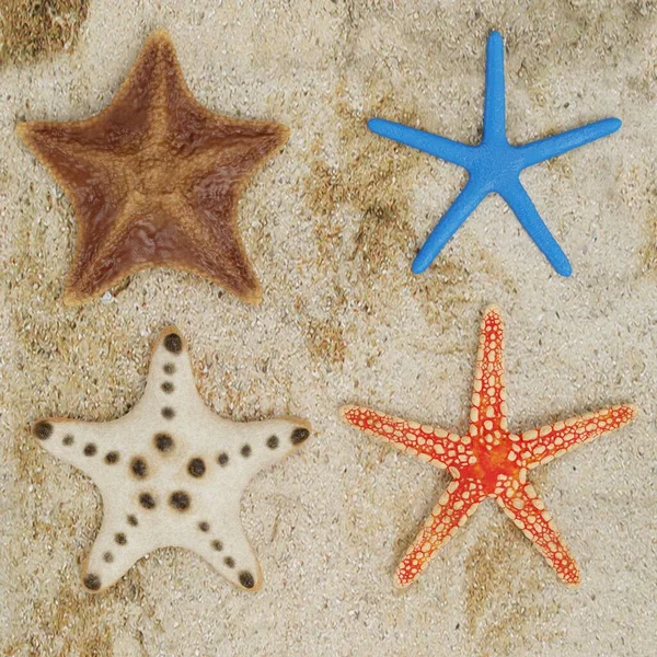 Realistický Vykreslovač Kolekce Starfish — Stock fotografie