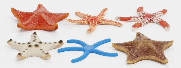 Realistický Vykreslovač Kolekce Starfish — Stock fotografie