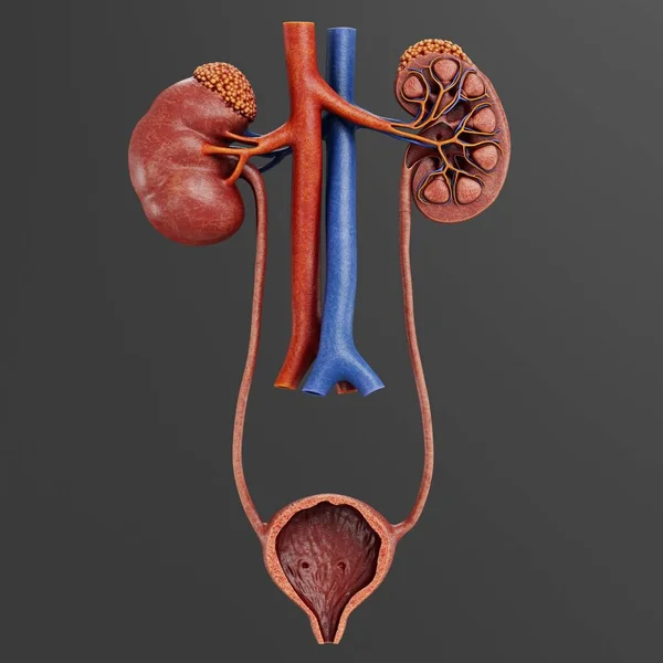 现实的泌尿道3D渲染 — 图库照片