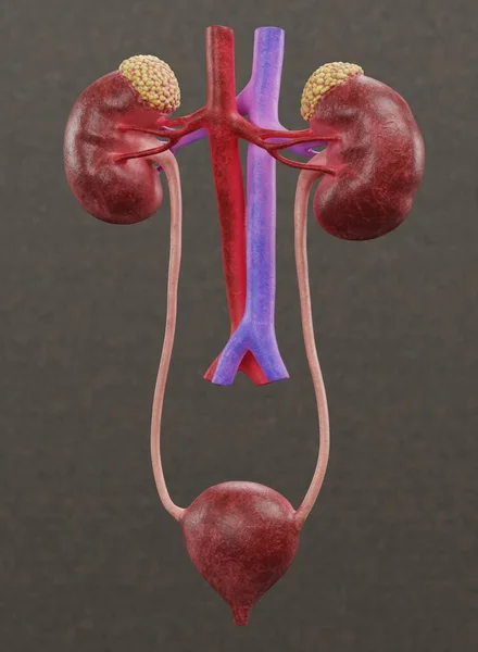 现实的泌尿道3D渲染 — 图库照片