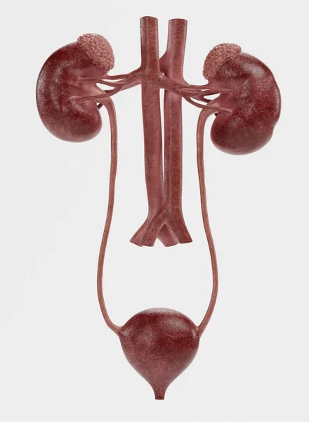 Realistic Render Urinary Tract — Stock Photo, Image
