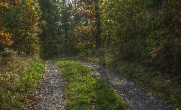 Güzel sonbahar doğa fotoğrafı