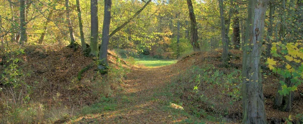 Photo of beautiful autumn nature — Stock Photo, Image