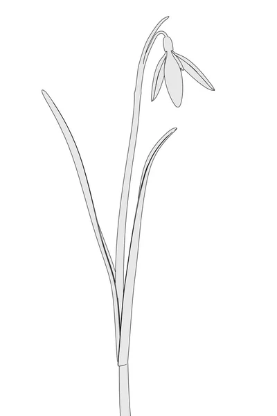 Galanthus Nivalis — Zdjęcie stockowe