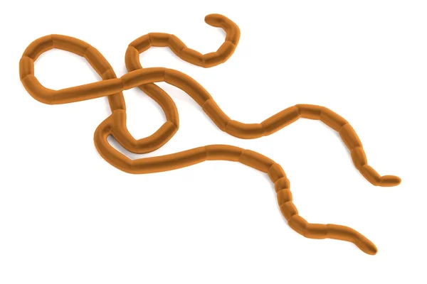 Ebola Virus modelu — Stock fotografie