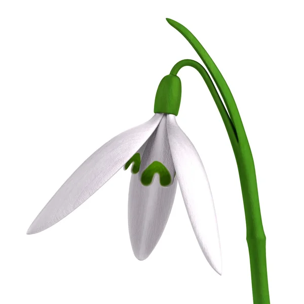 Galanthus Nivalis — Stock Fotó