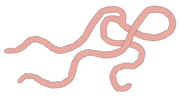 Ebola-Virus — Stockfoto