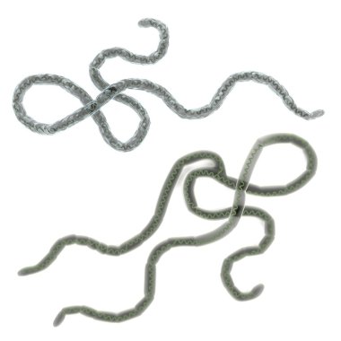 Ebola virüsü modeli