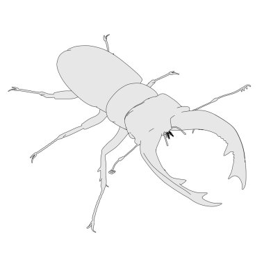 Lucanus cervus