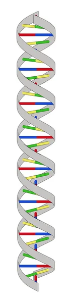 DNA modeli — Stok fotoğraf