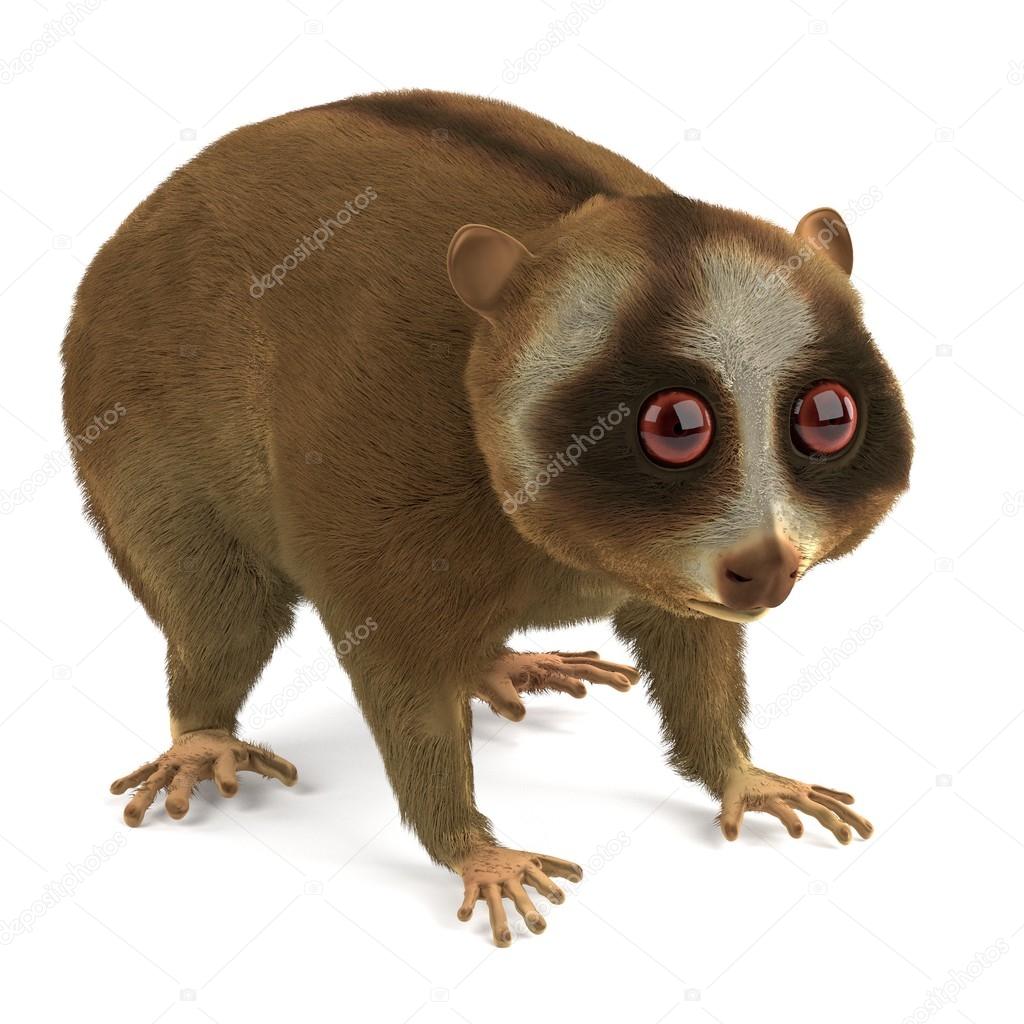 Poze : animal, animale sălbatice, grădină zoologică, mamifer, faună,  arhiepiscop, veveriță maimuță, Madagascar, animale vertebrate, lemur,  platirinieni, pigmeu loris lent 3264x4928 - - 188935 - Poze frumoase -  PxHere, image size:1024x1024