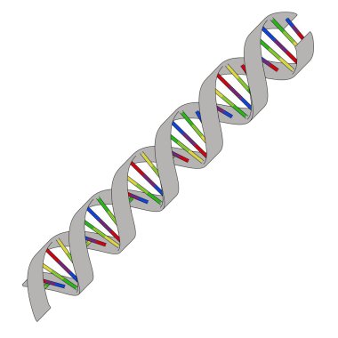 DNA modeli