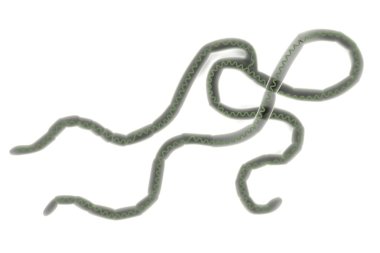 Ebola virüsü modeli