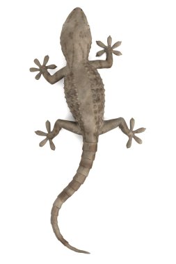 Tarentola mauritanica