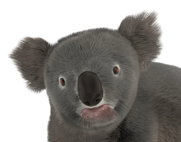 Medvěd Koala — Stock fotografie