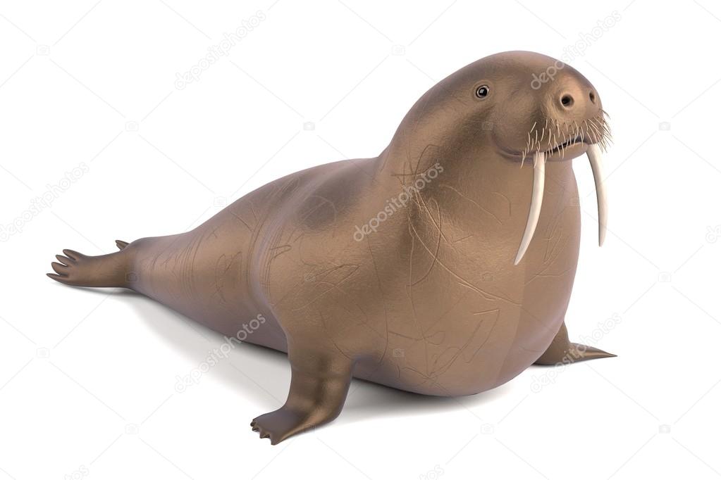 walrus animal