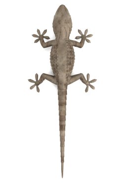 Tarentola mauritanica