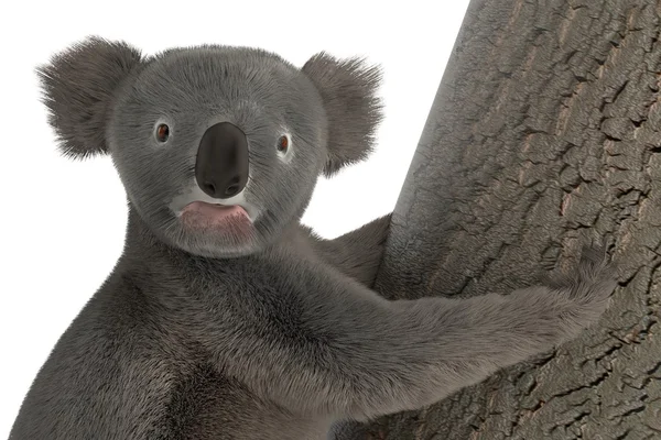 Medvěd Koala — Stock fotografie