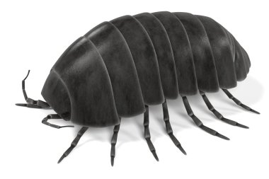 armadillidium vulgare
