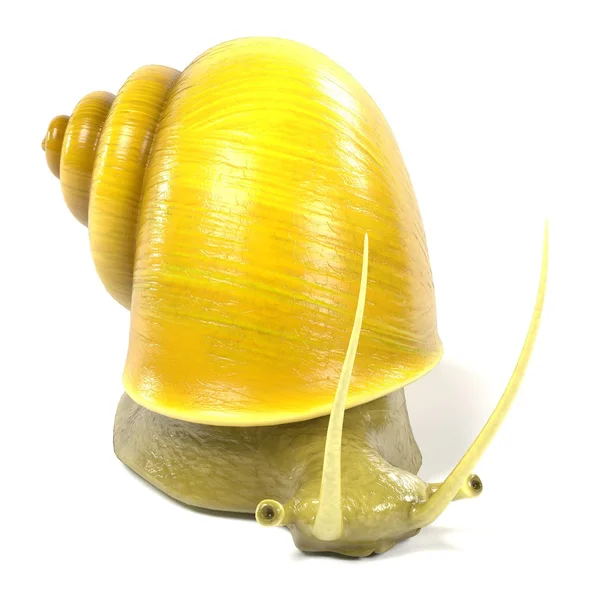 Caracol de maçã — Fotografia de Stock