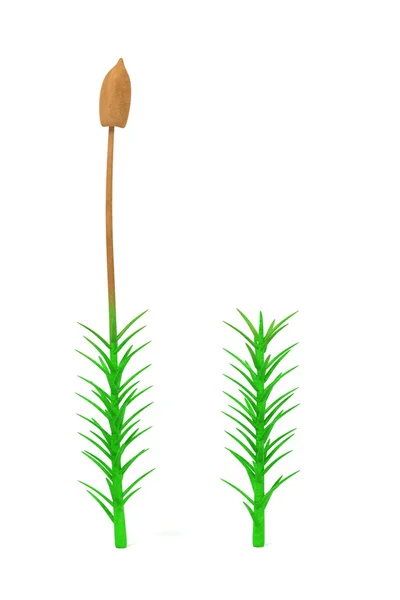 Planta de musgo — Fotografia de Stock