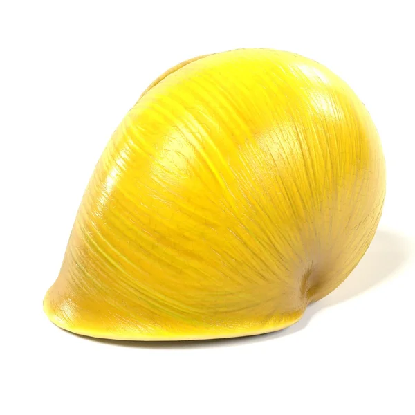 Slak shell — Stockfoto